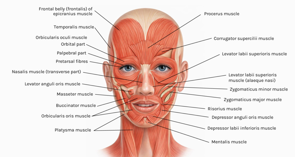 botox kulmien kohotus anatomia otsalihas frontalis corrugator procerus kulmien nosto