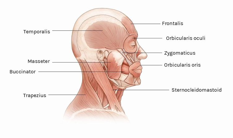 purentalihakset anatomia masseter temporalis bruksismi botox