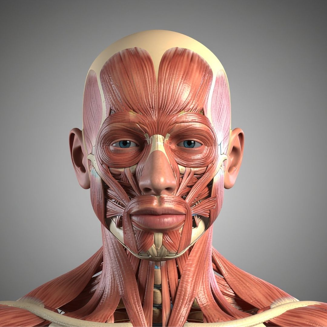 Bruksismin hoito ja purentalihakset havainnollistettuna